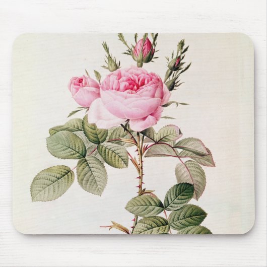 Rosa Bifera Officinalis, von 'Les Rosen Mousepad (Vorne)