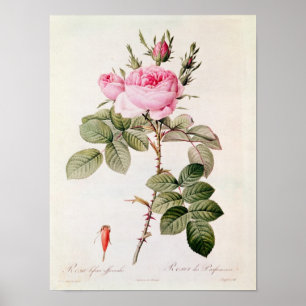 Rosa Bifera Officinalis, von 'Les Rosen Poster