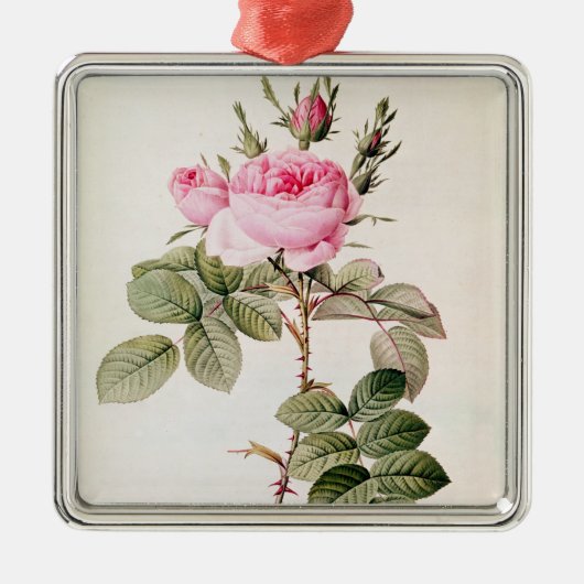 Rosa Bifera Officinalis, von 'Les Rosen Silbernes Ornament (Vorne)