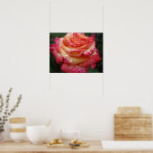 Rosa bis gelbe RegenbogenRose Poster (Küche)