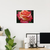 Rosa bis gelbe RegenbogenRose Poster (Heimbüro)