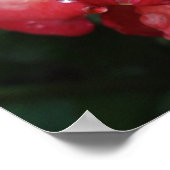 Rosa bis gelbe RegenbogenRose Poster (Ecke)