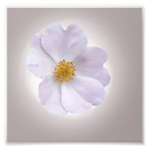 rosa bis lila fotodruck