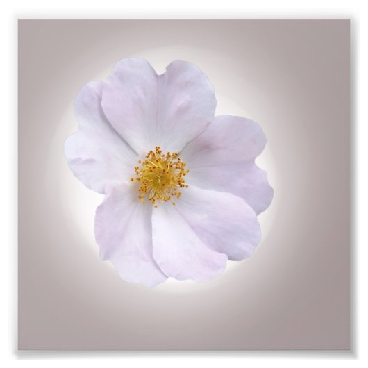 rosa bis lila fotodruck (Vorne)