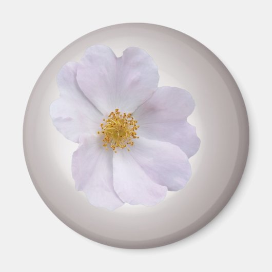 rosa bis lila magnet (Vorne)