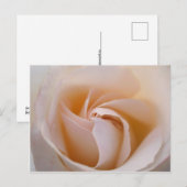 Rosa blanca postkarte (Vorne/Hinten)