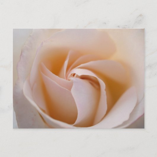 Rosa blanca postkarte (Vorderseite)
