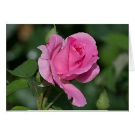 Rosa Blank im Inneren