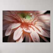 Rosa Blasen Poster (Vorne)