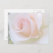Rosa blass postkarte (Vorne/Hinten)