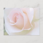 Rosa blass postkarte (Vorderseite)