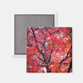 Rosa Blätter Magnet (Vorderseite/Rückseite)