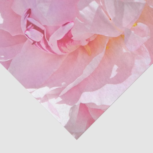 Rosa Blätter Seidenpapier (Ausschnitt)