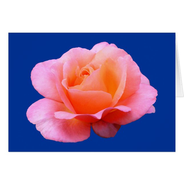 Rosa - Blau (Vorderseite (Horizontal))