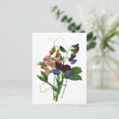 Rosa Blau und Lila Platterbsen von Redoute Postkarte (Stehend Vorderseite)