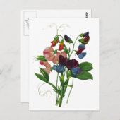 Rosa Blau und Lila Platterbsen von Redoute Postkarte (Vorne/Hinten)