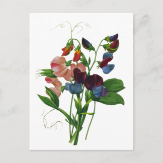 Rosa Blau und Lila Platterbsen von Redoute Postkarte