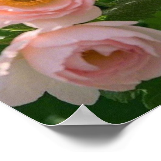 Rosa Blaue delikate Blume Poster (Ecke)