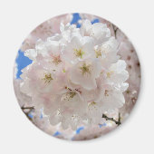 Rosa Blossom Balls. Magnet (Vorne)