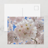 Rosa Blossom Balls. Postkarte (Vorne/Hinten)