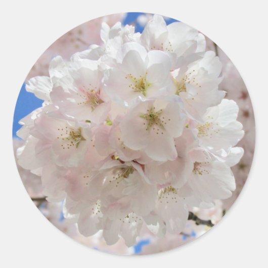 Rosa Blossom Balls. Runder Aufkleber (Vorderseite)