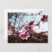 Rosa Blossom Dusche Postkarte (Vorne/Hinten)