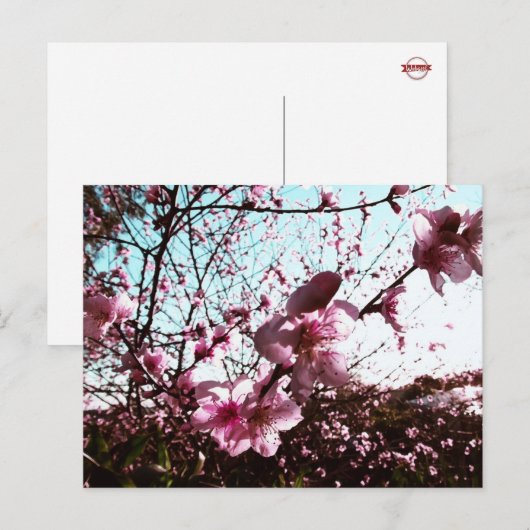 Rosa Blossom Dusche Postkarte (Vorne/Hinten)