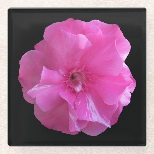 Rosa Blossom Glasuntersetzer (Vorderseite)