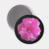 Rosa Blossom Magnet (Vorderseite/Rückseite)