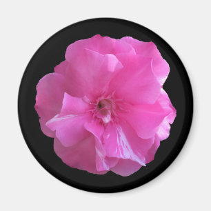 Rosa Blossom Magnet