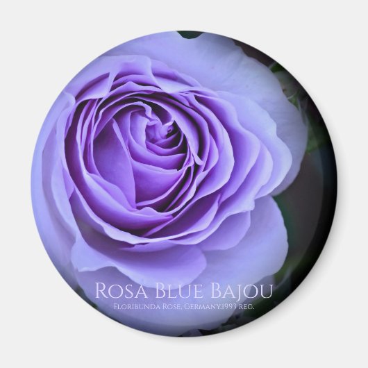 Rosa Blue Bajou Magnet (Vorne)