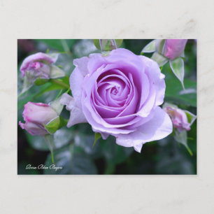 Rosa Blue Bajou [Postcard] Postkarte