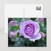 Rosa Blue Bajou [Postcard] Postkarte (Vorne/Hinten)