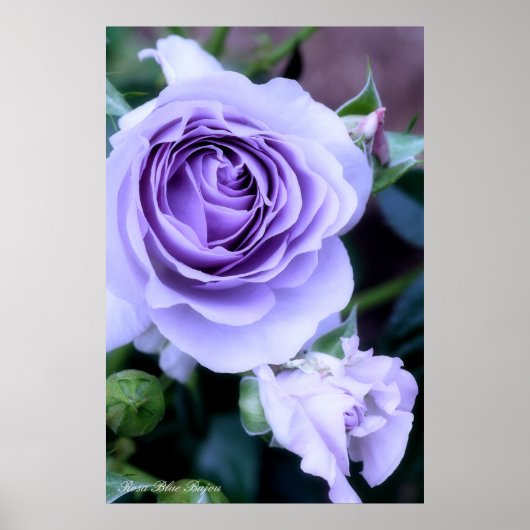 Rosa Blue Bajou Poster (Vorne)