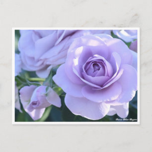 Rosa Blue Bajou Postkarte