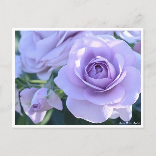 Rosa Blue Bajou Postkarte (Vorderseite)