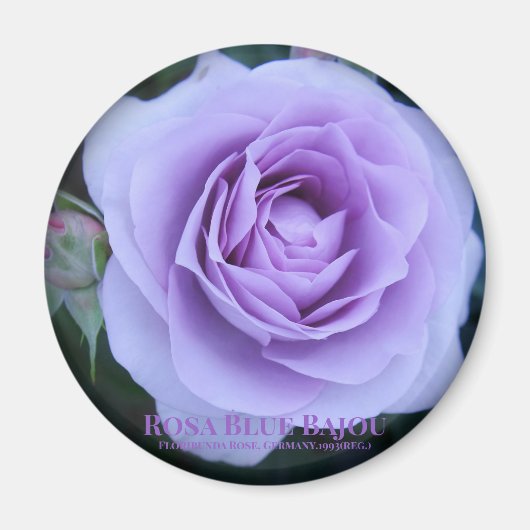 Rosa Blue Bajou: Round Magnet (Vorne)