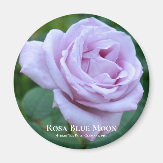 Rosa Blue Moon Magnet (Vorne)