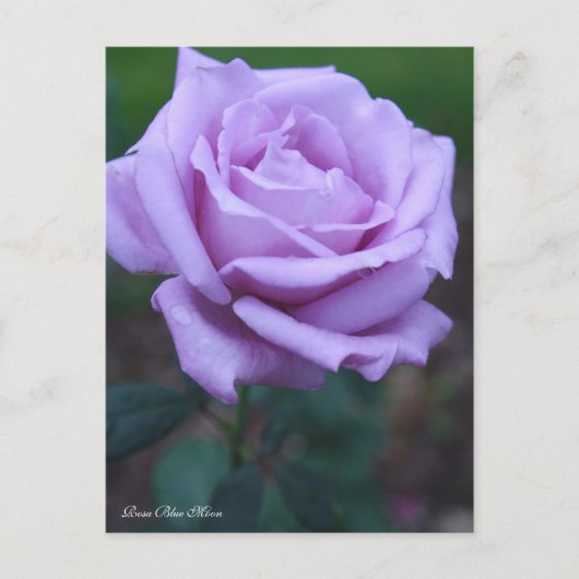 Rosa Blue Moon [Postcard] Postkarte (Vorderseite)