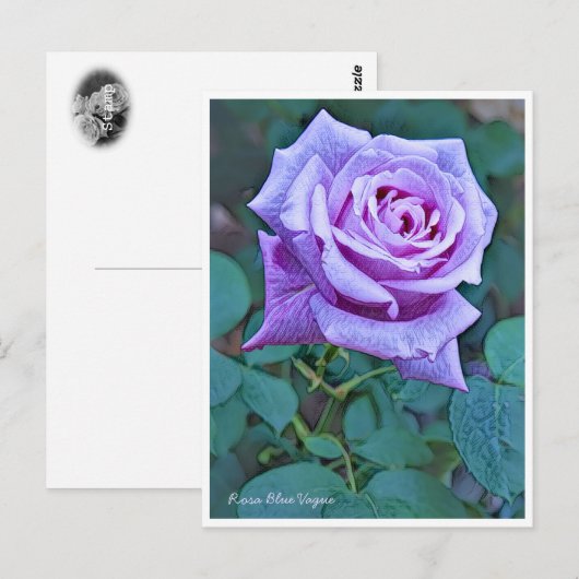 Rosa Blue Vague Postkarte (Vorne/Hinten)