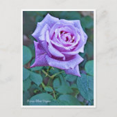 Rosa Blue Vague Postkarte (Vorderseite)