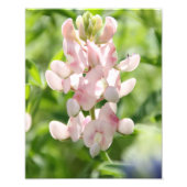 Rosa Bluebonnet Foto drucken (Vorne)