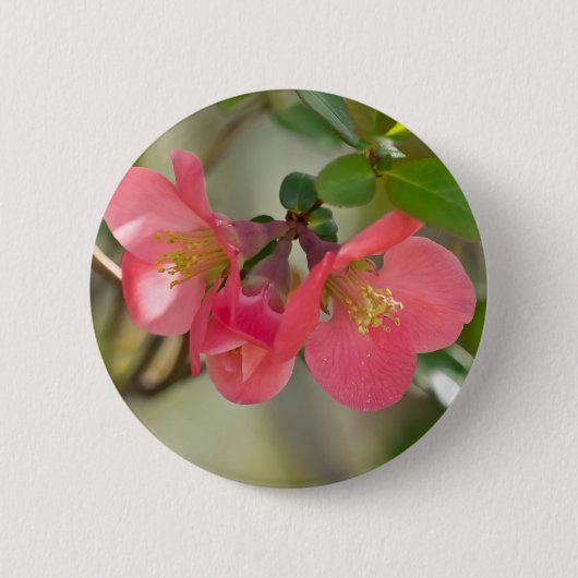 Rosa blühende Quitte Glow Button (Vorderseite)