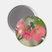 Rosa blühende Quitte Glow Magnet (Vorderseite/Rückseite)