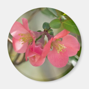 Rosa blühende Quitte Glow Magnet
