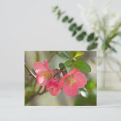 Rosa blühende Quitte Glow Postkarte (Stehend Vorderseite)