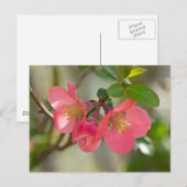 Rosa blühende Quitte Glow Postkarte (Vorne/Hinten)