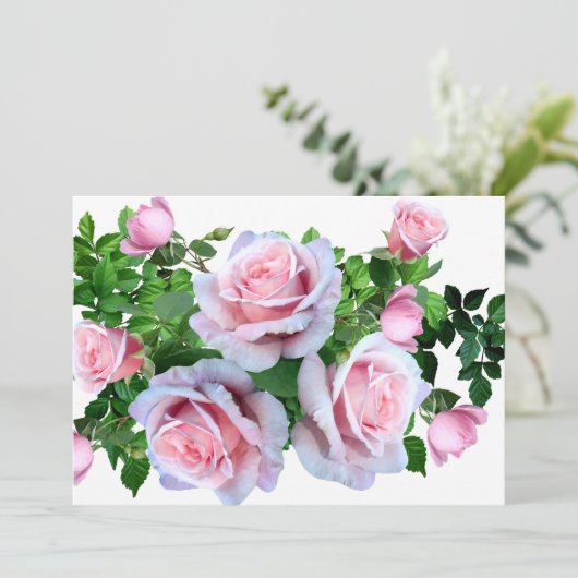 Rosa blühende Rose (Stehend Vorderseite)