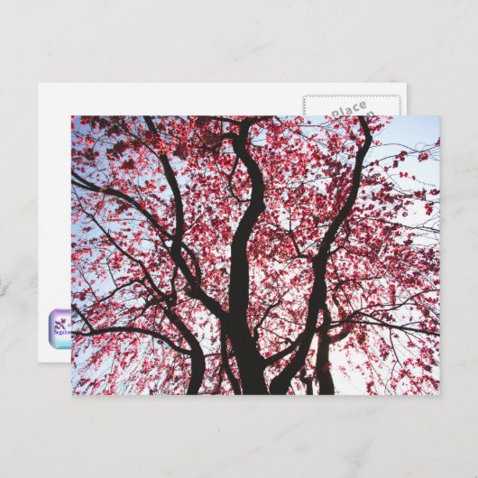 Rosa blühende, schleichende, wilde Postkarte (Vorne/Hinten)