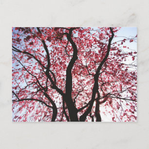 Rosa blühende Trauerweide Postkarte